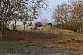 IMG_0121_455l50ou.jpg